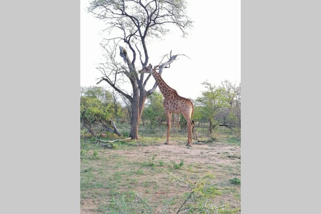 Amukela Kaya Villa Hoedspruit Dış mekan fotoğraf