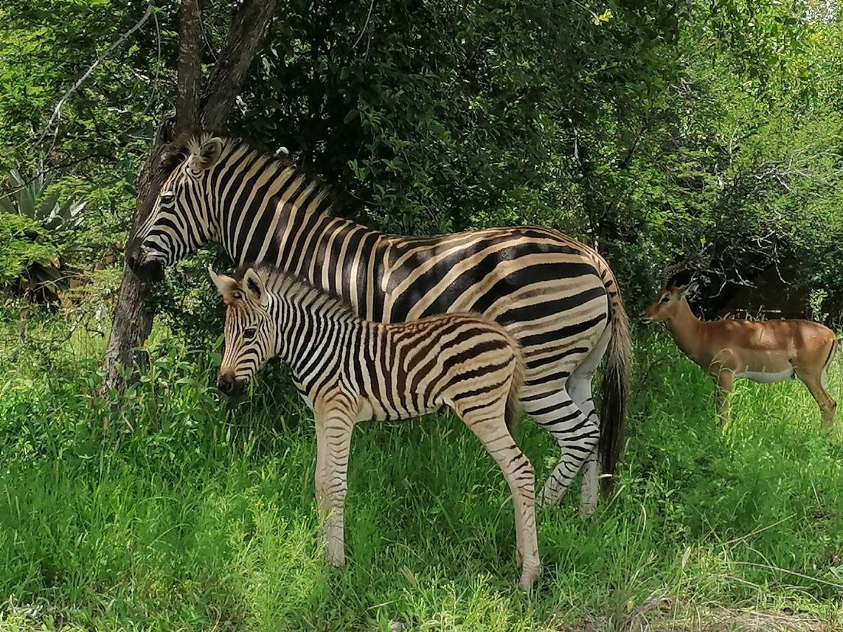 Amukela Kaya Villa Hoedspruit Dış mekan fotoğraf